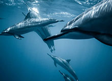 开云-leyu:点亮日常的轻奢之选